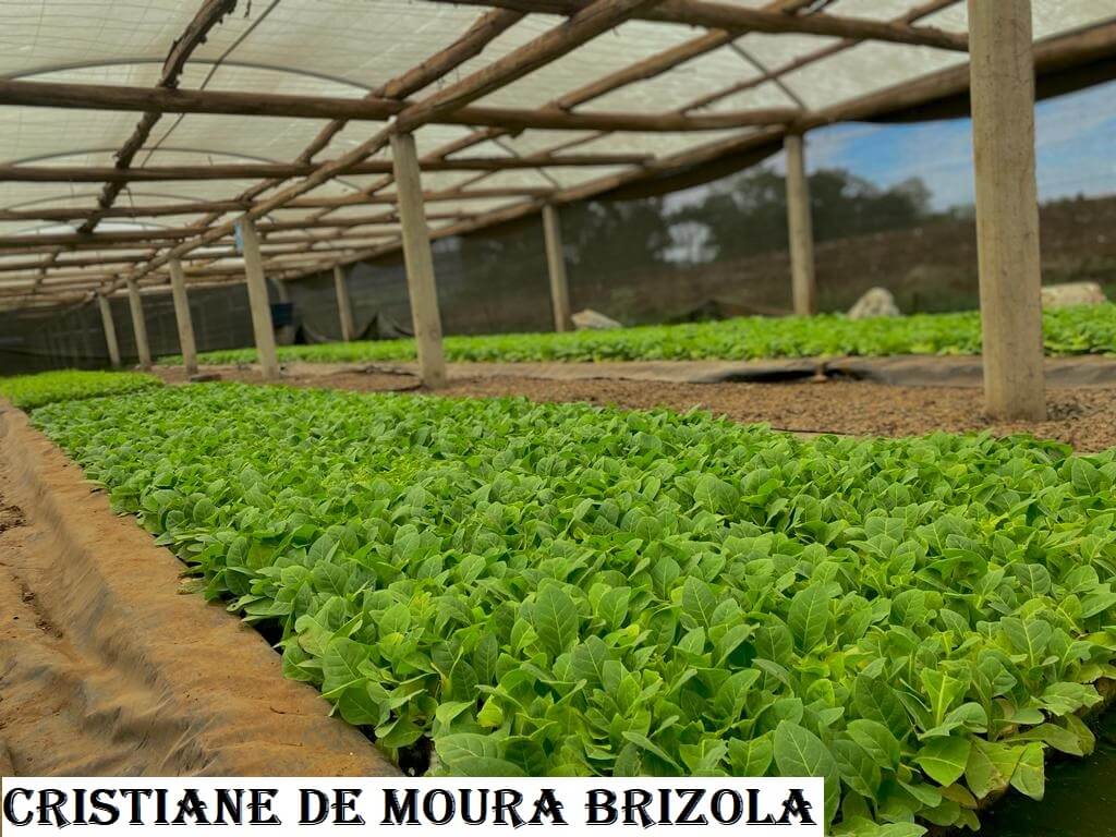 IV CONCURSO FOTOGRÁFICO DE NOVO TIRADENTES - CATEGORIA 05 - 2023